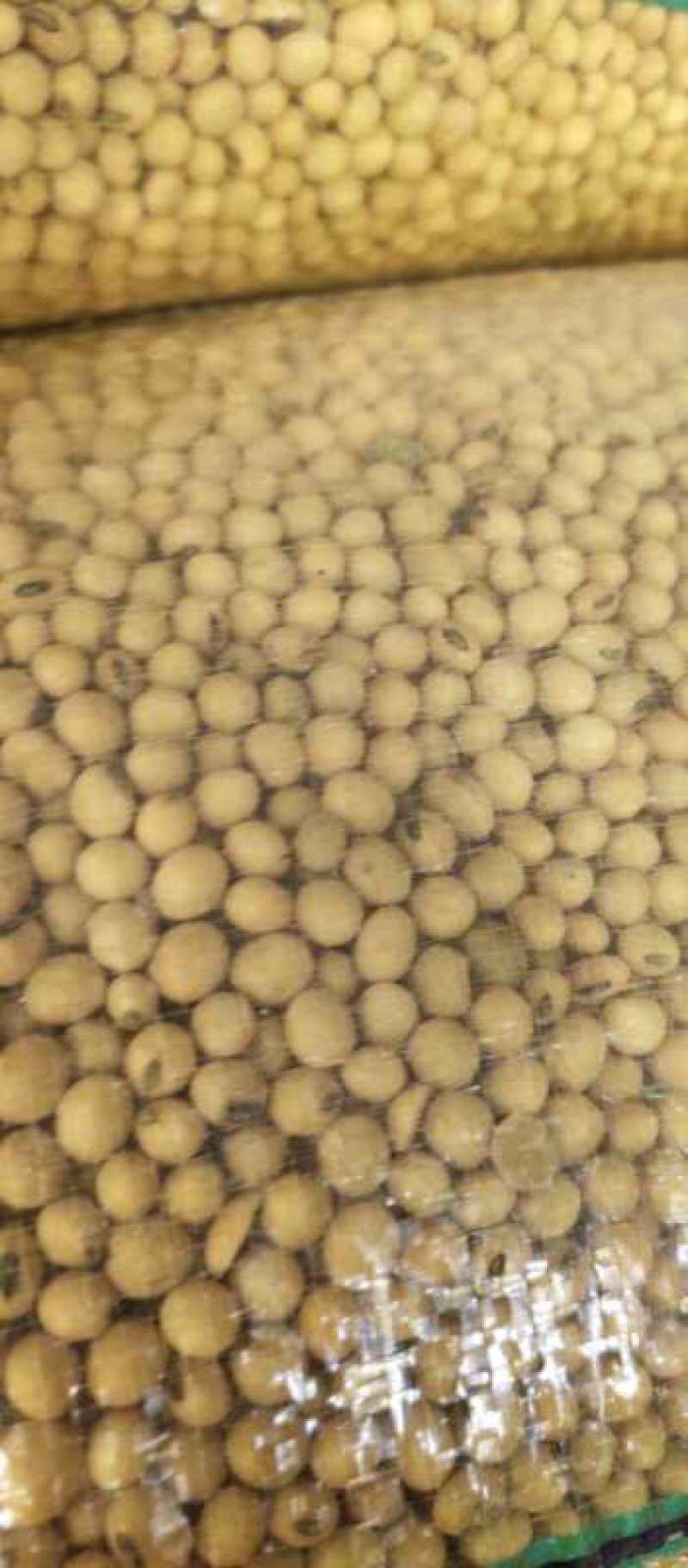 九月黄633黄豆磨豆腐豆浆高