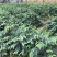 五指山野菜树仔菜树仔菜苗天绿香泰国枸杞大量供应