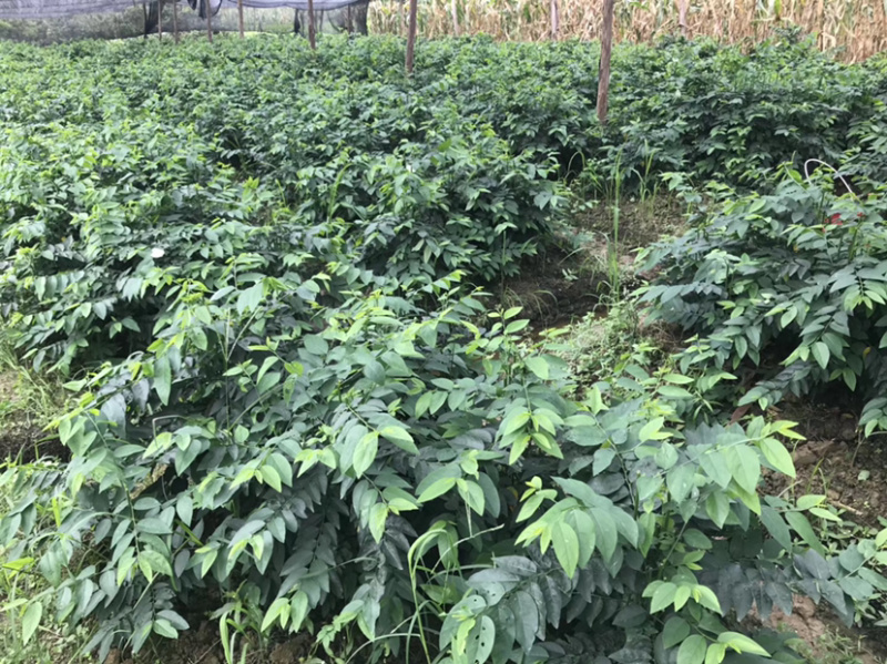 五指山野菜树仔菜树仔菜苗天绿香泰国枸杞大量供应