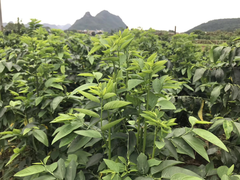 五指山野菜树仔菜树仔菜苗天绿香泰国枸杞大量供应