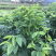 五指山野菜树仔菜树仔菜苗天绿香泰国枸杞大量供应