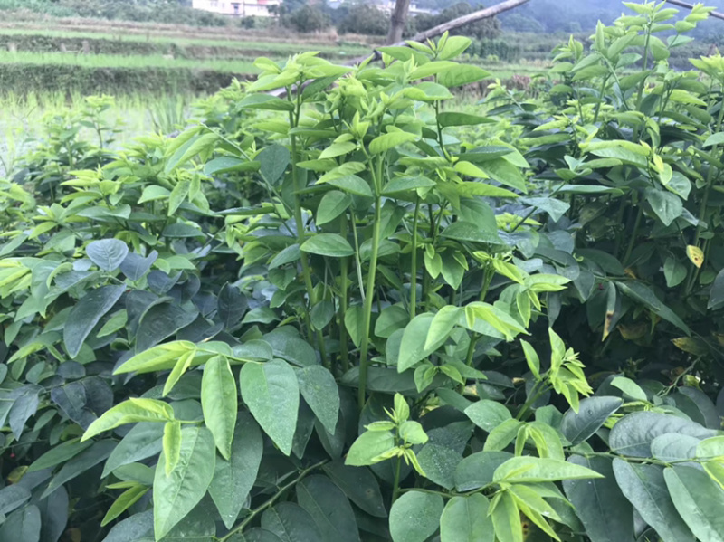 五指山野菜树仔菜树仔菜苗天绿香泰国枸杞大量供应