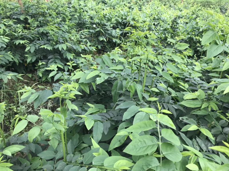 五指山野菜树仔菜树仔菜苗天绿香泰国枸杞大量供应
