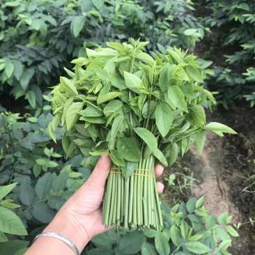 五指山野菜树仔菜树仔菜苗天绿香泰国枸杞大量供应