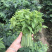 五指山野菜树仔菜树仔菜苗天绿香泰国枸杞大量供应