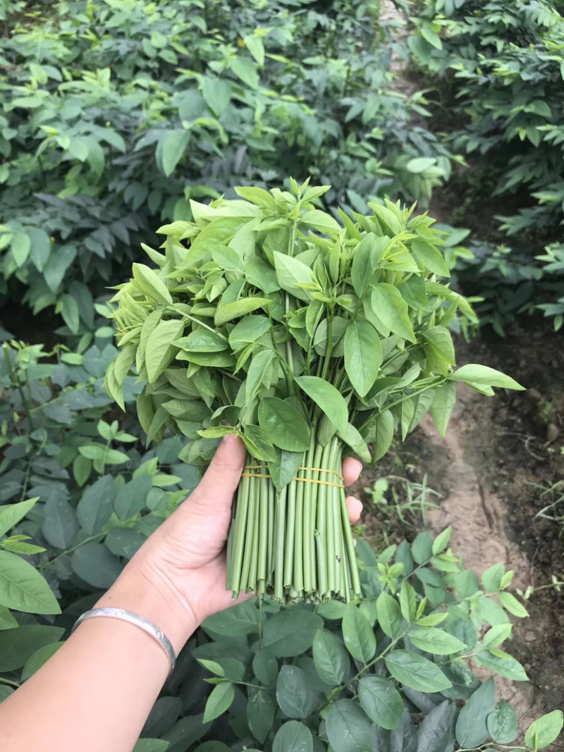 五指山野菜树仔菜树仔菜苗天绿香泰国枸杞大量供应