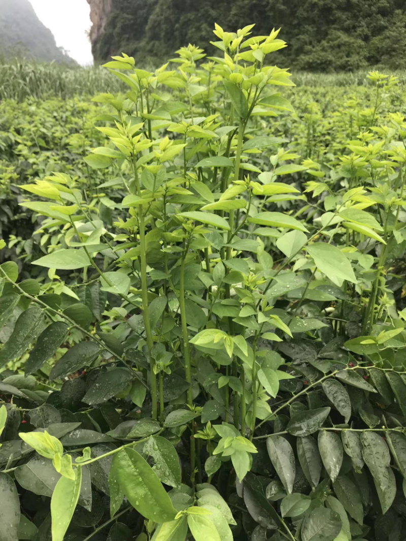 五指山野菜树仔菜树仔菜苗天绿香泰国枸杞大量供应