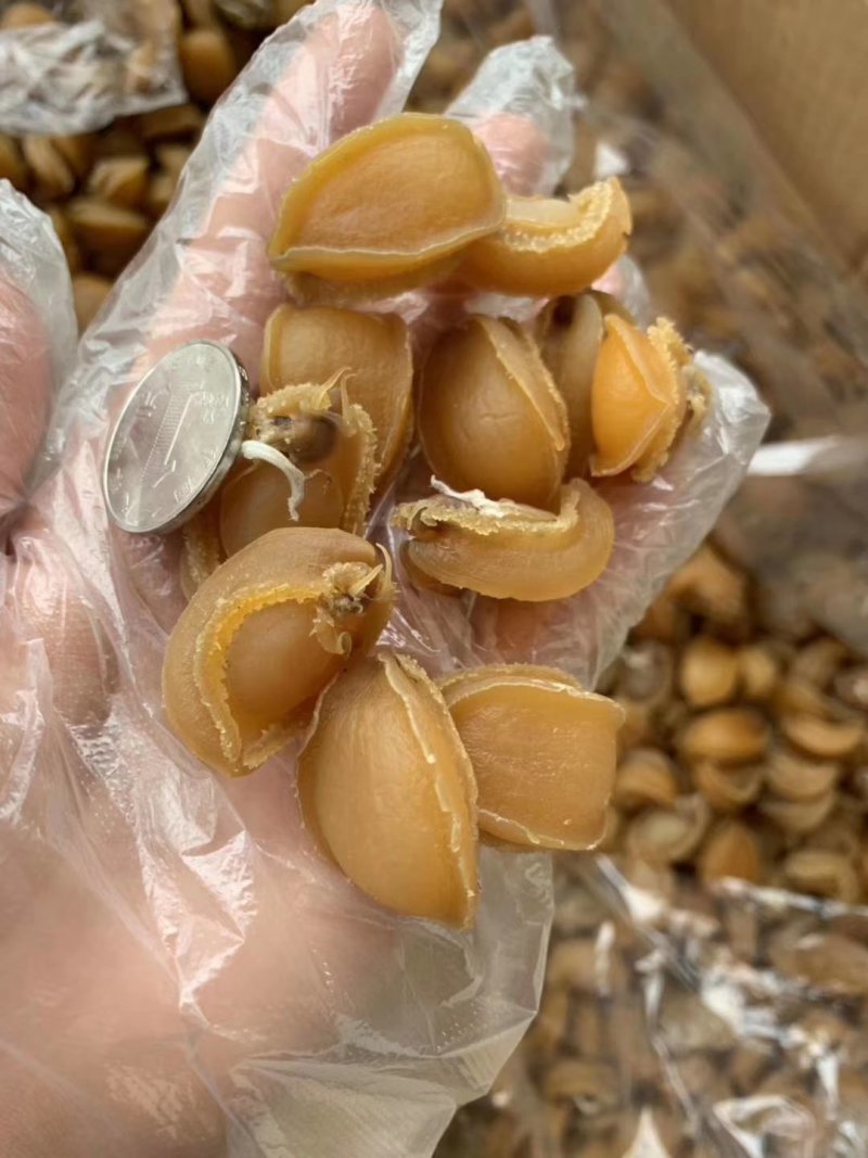 鲍鱼干新鲜鲍鱼干货250克50头新鲜活大鲍鱼制成大鲍鱼干