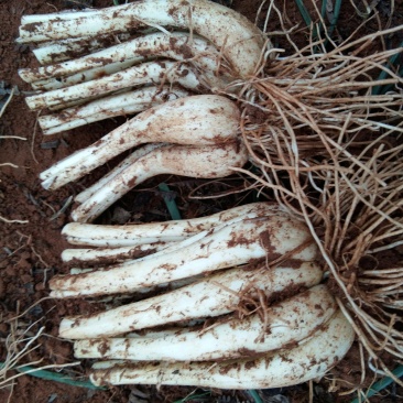 马家蕌头大量泥蕌头