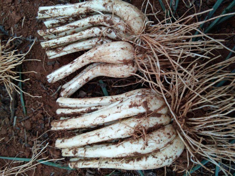 马家蕌头大量泥蕌头