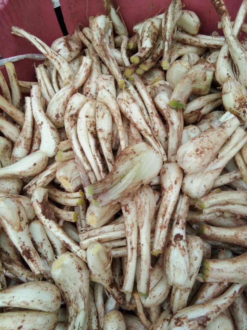 马家蕌头大量泥蕌头