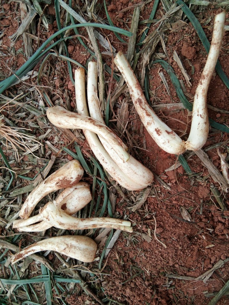 马家蕌头大量泥蕌头
