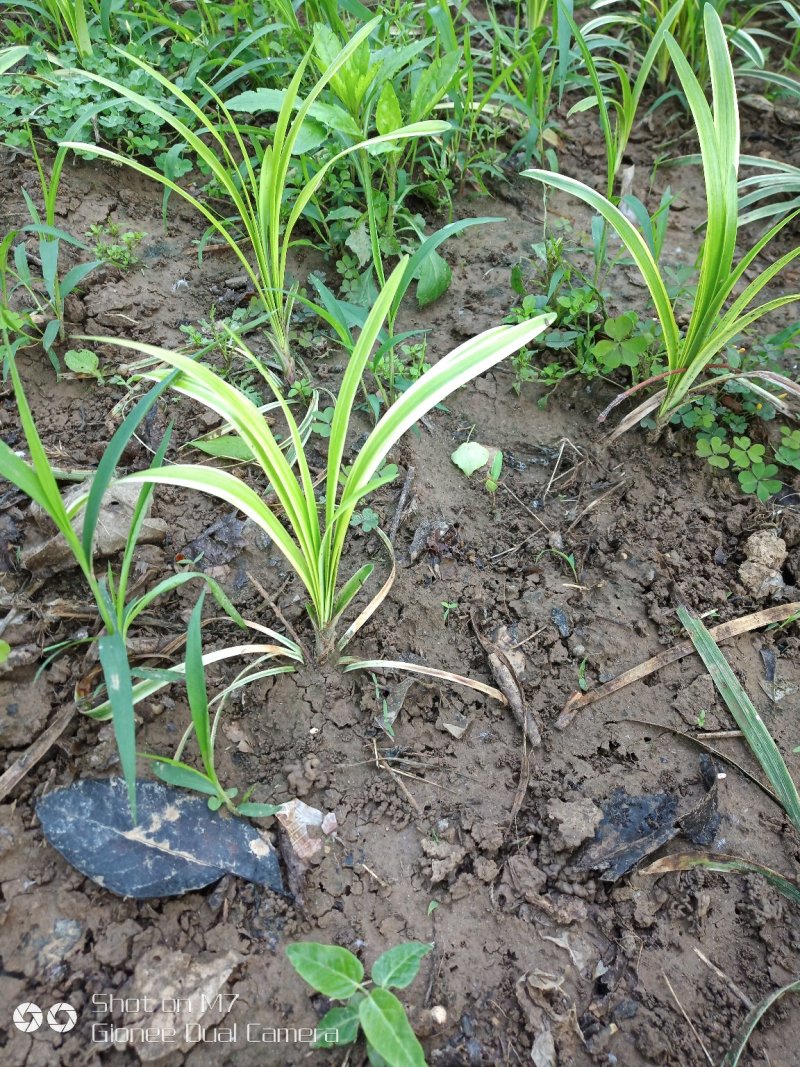 花来草旺园林常年供应金边麦冬大小叶麦冬