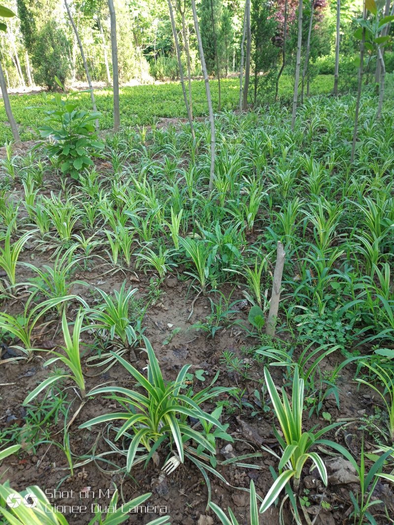 花来草旺园林常年供应金边麦冬大小叶麦冬