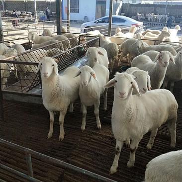 小尾寒羊专业养殖包成活包运输包回收送铡机