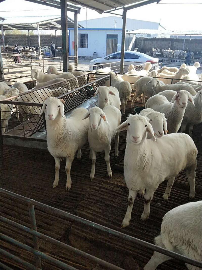 小尾寒羊专业养殖包成活包运输包回收送铡机