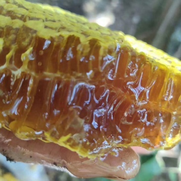 蜂蜜