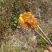 蜂蜜
