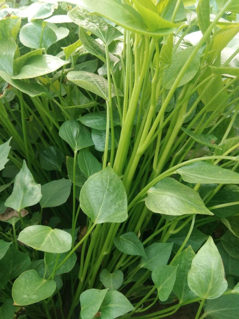 红薯苗脱毒原种红薯苗，商薯19，西瓜红，龙九，大量预售中