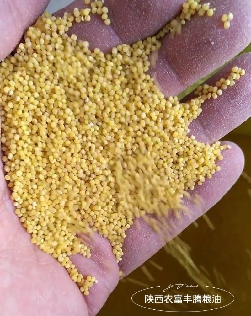谷子俗称小米(原粮，未加工)