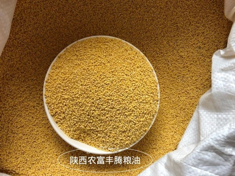 谷子俗称小米(原粮，未加工)
