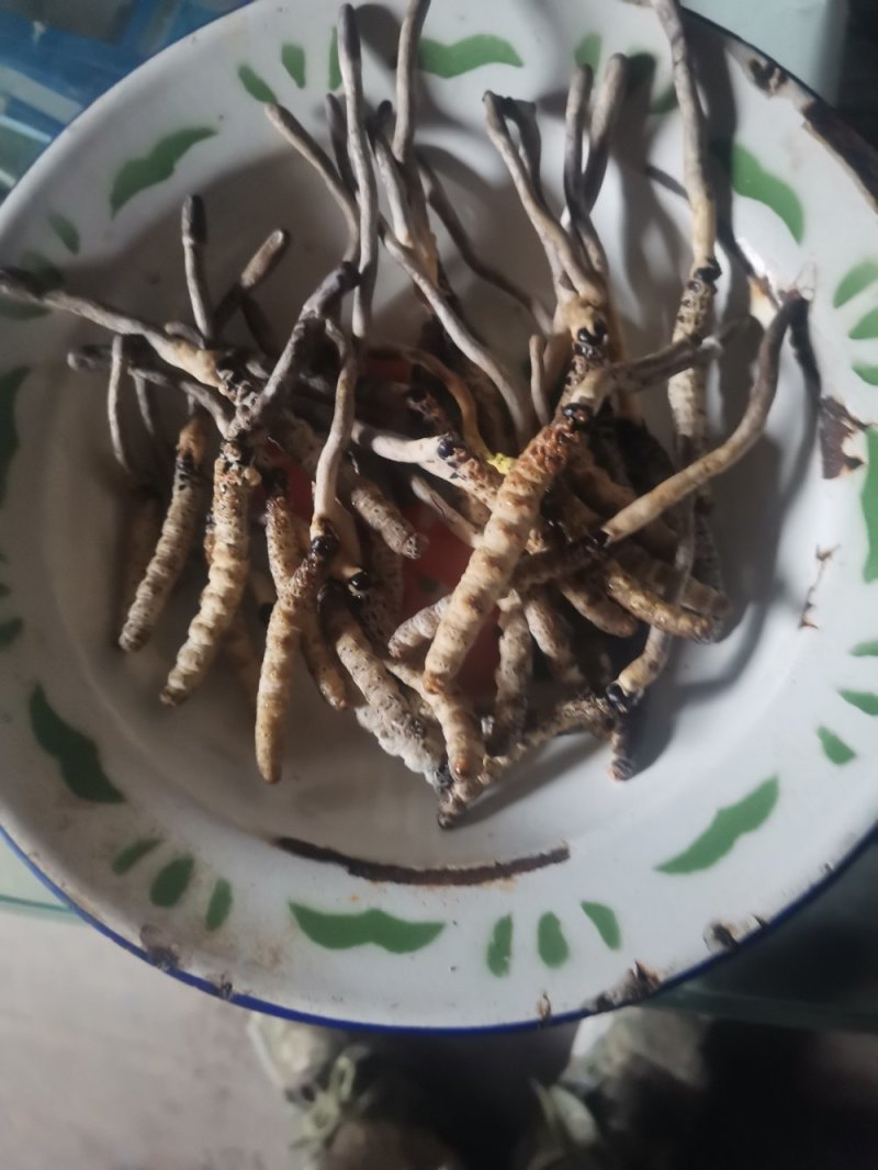 药材种苗
