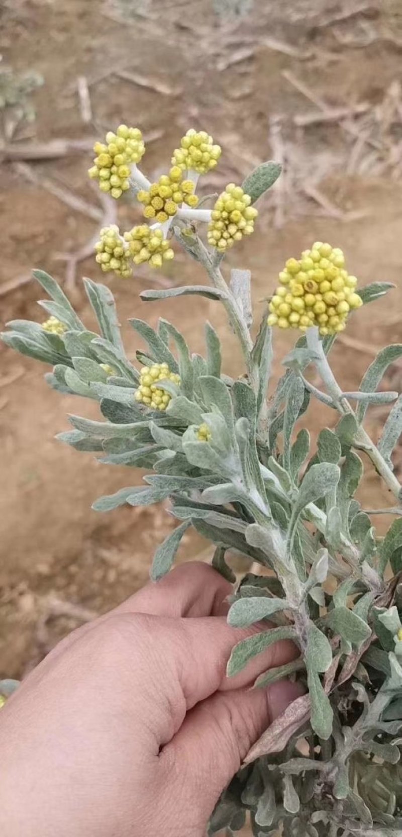 药材种苗