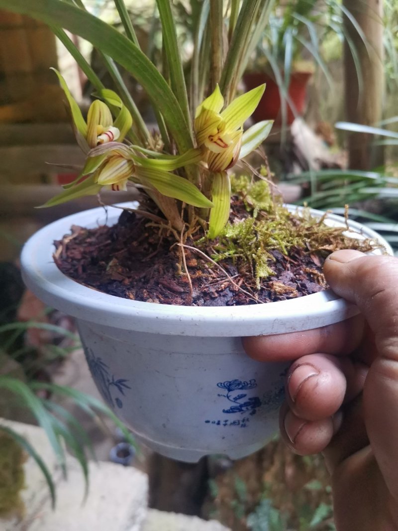 药材种苗