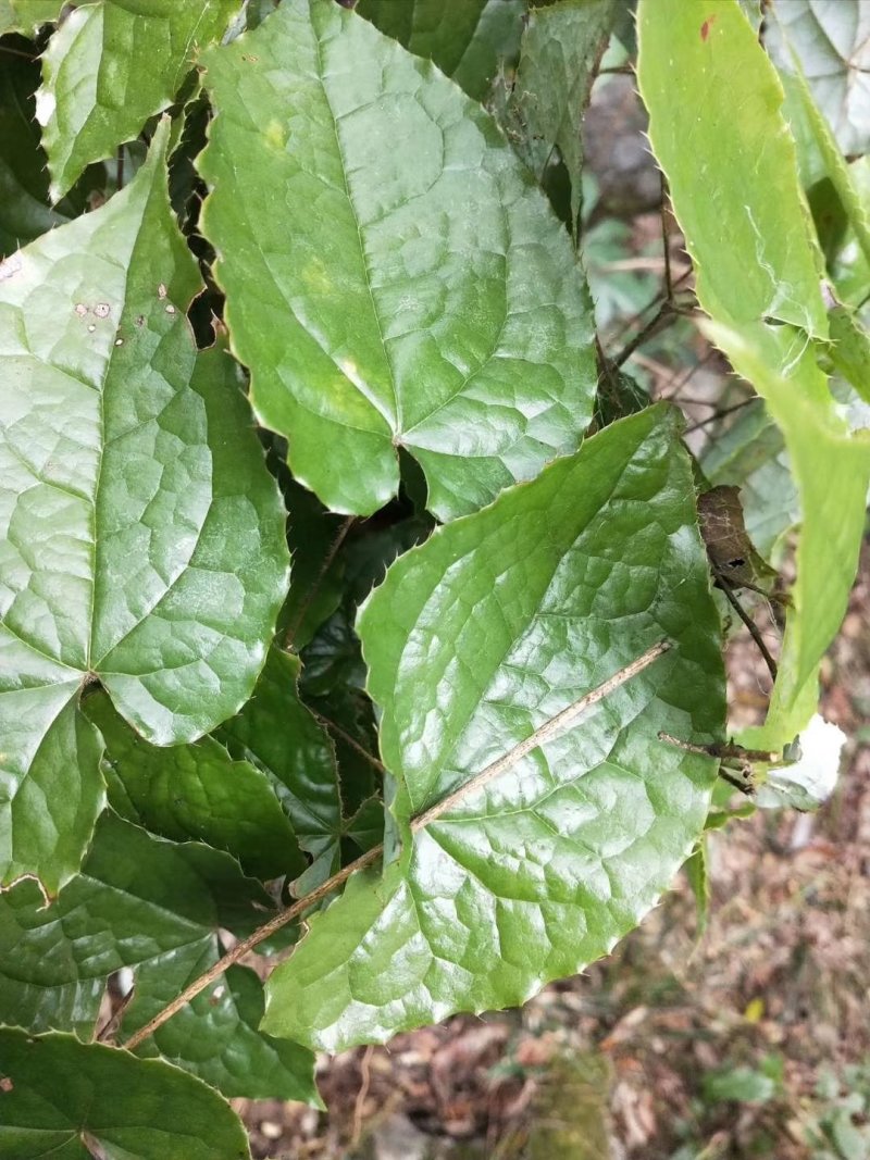 药材种苗