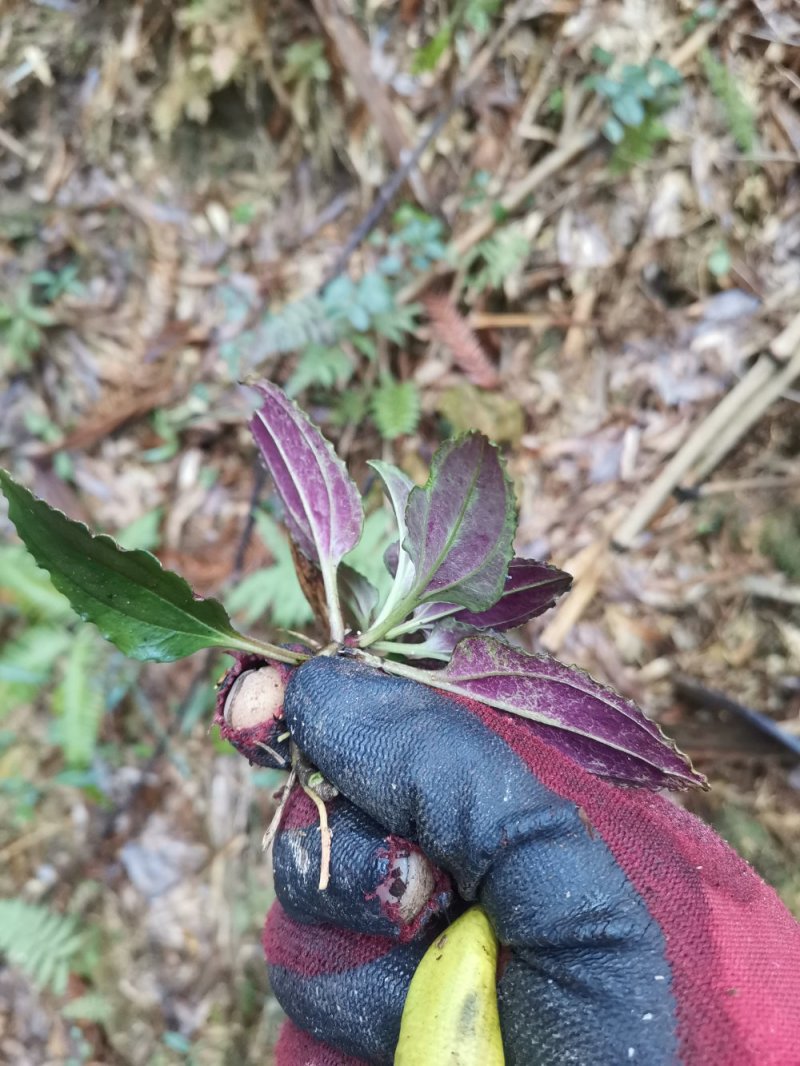 药材种苗