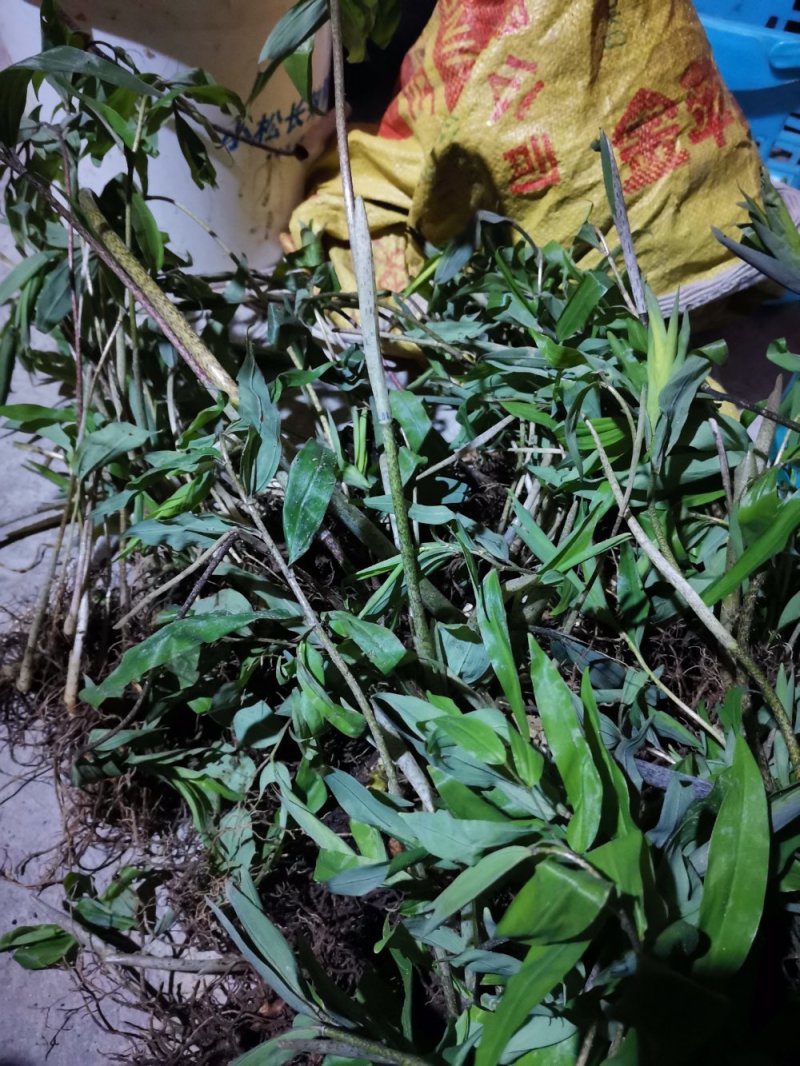药材种苗