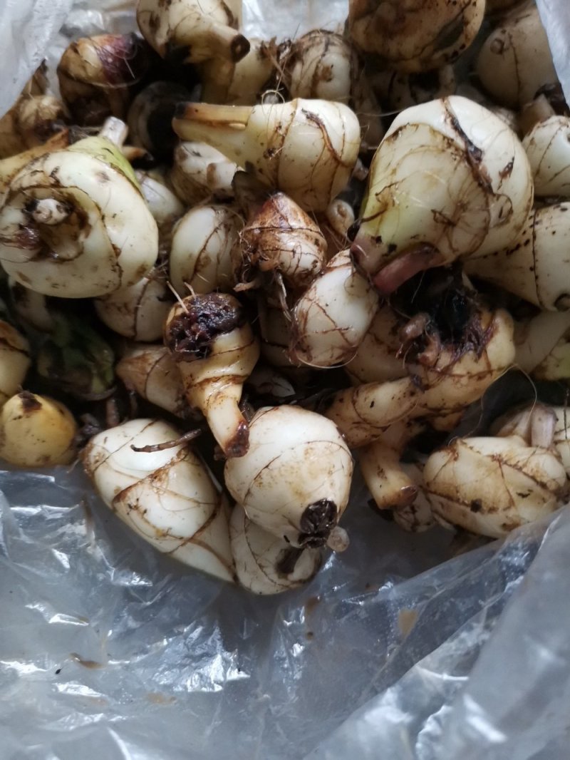 药材种苗