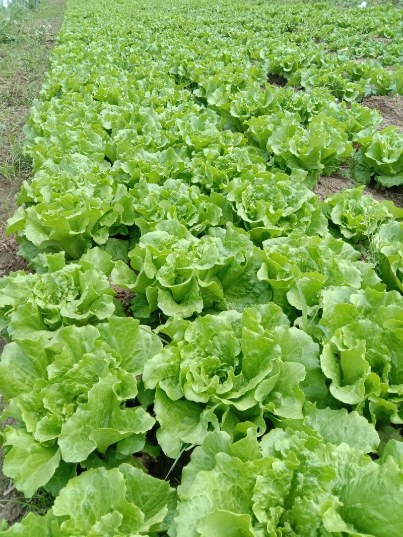 生菜