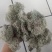 云南树花_大朵干净颜色靓