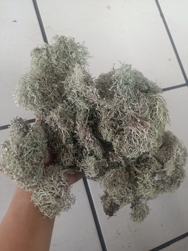 云南树花_大朵干净颜色靓