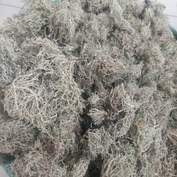 云南树花_大朵干净颜色靓