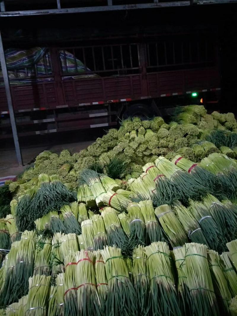 淮阳红帽蒜苔干苔大量上市市场超市电商保证质量