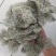 云南树花_大朵干净颜色靓