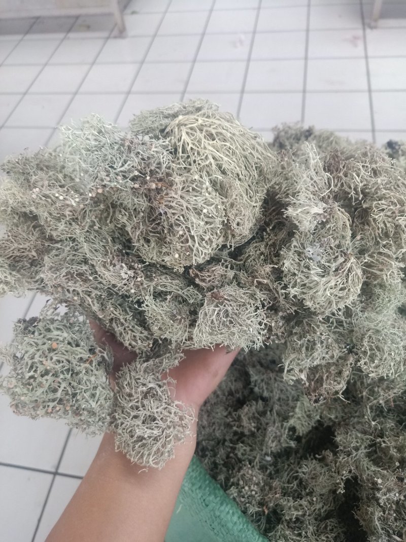 云南树花_大朵干净颜色靓
