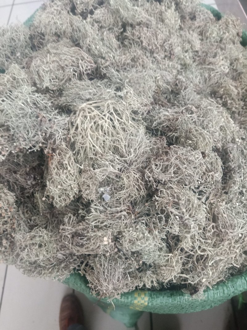 云南树花_大朵干净颜色靓