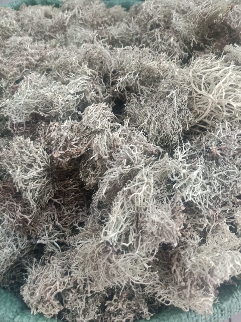 云南树花_大朵干净颜色靓