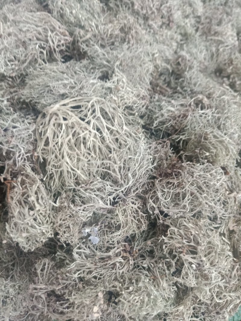 云南树花_大朵干净颜色靓