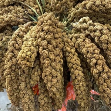 谷子俗称小米(原粮，未加工)
