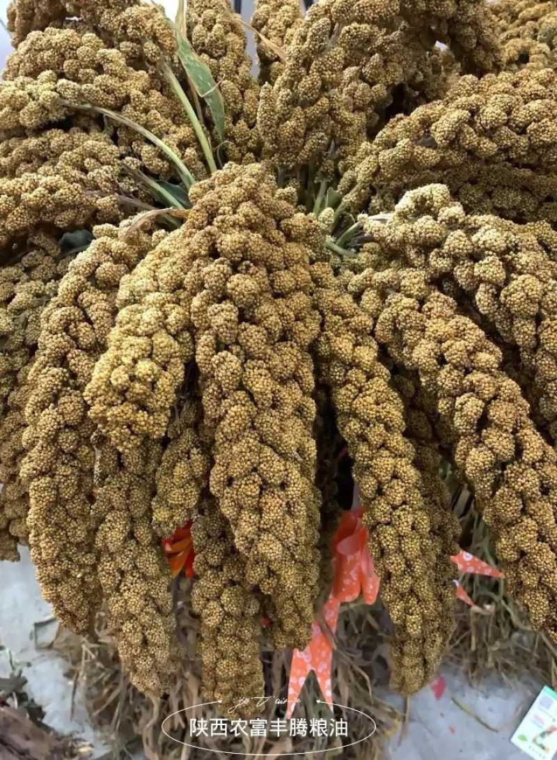 谷子俗称小米(原粮，未加工)