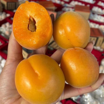 金太阳杏