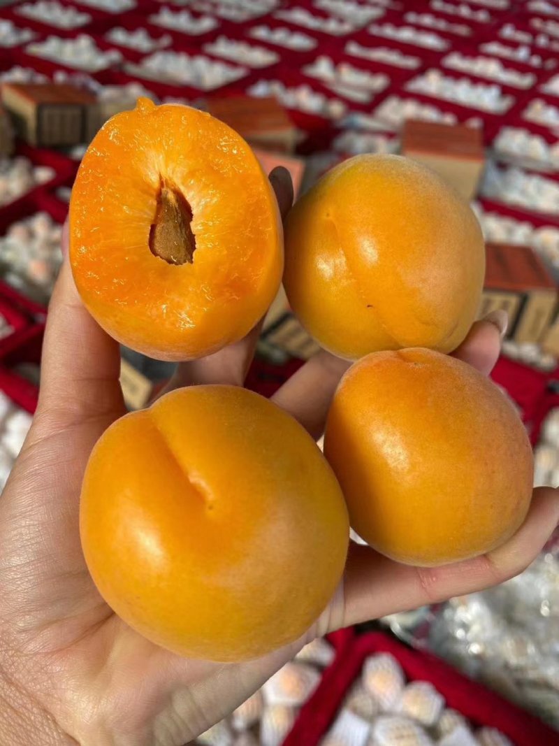 金太阳杏