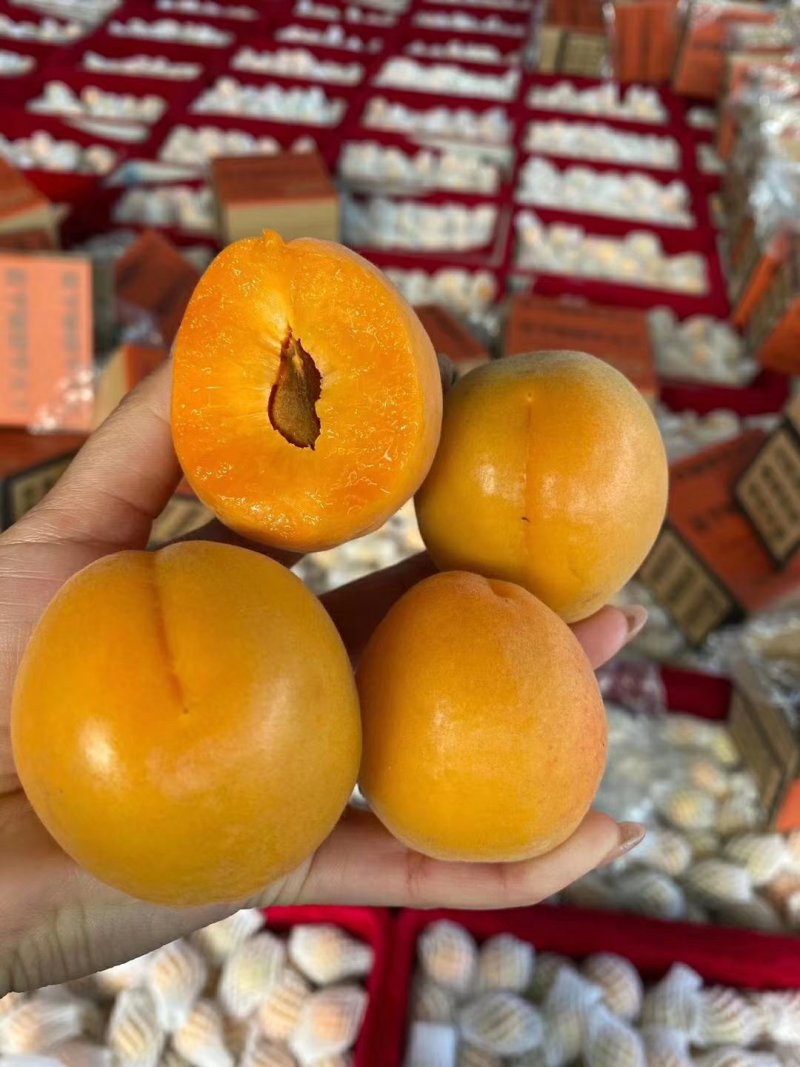 金太阳杏