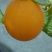 玉菇，玉姑，大面积香瓜甜瓜，品种好，口感甜而不腻