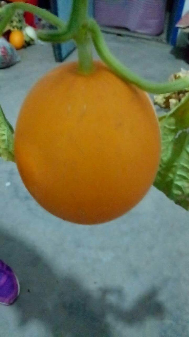玉菇，玉姑，大面积香瓜甜瓜，品种好，口感甜而不腻