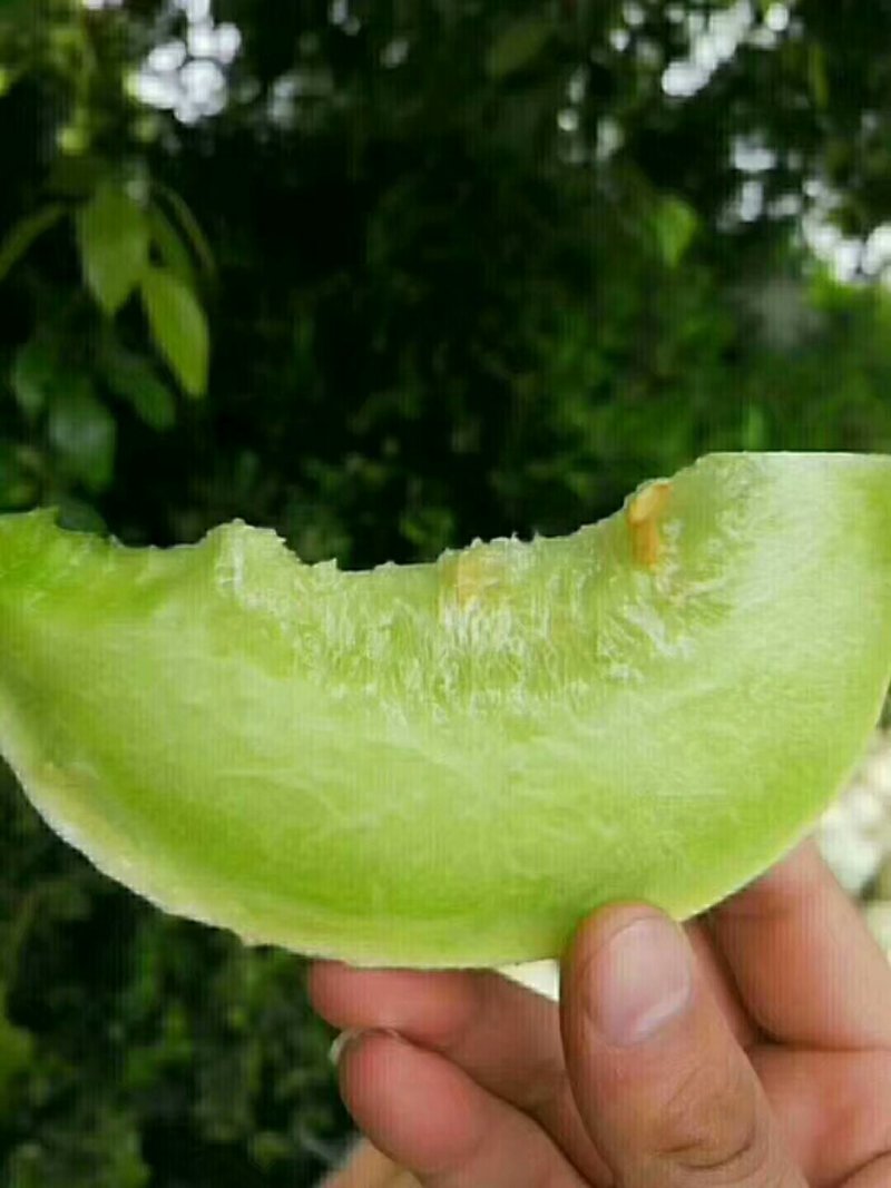 玉菇，玉姑，大面积香瓜甜瓜，品种好，口感甜而不腻